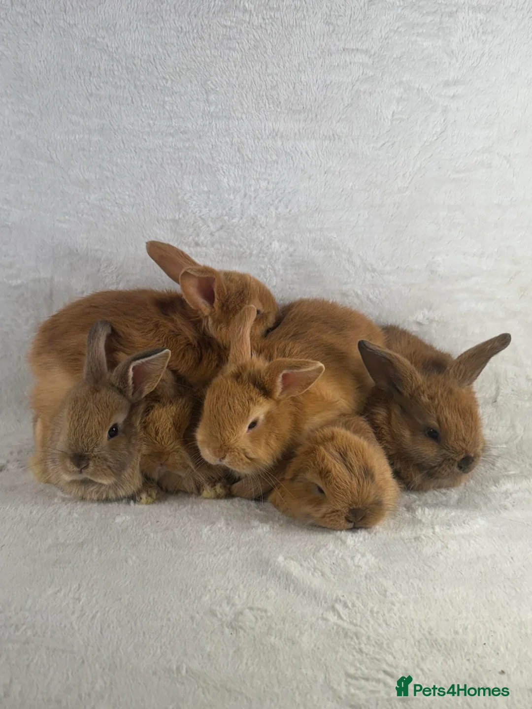 Mini Lop rabbits for sale: 6 x ginger/brown mini lop rabbits - Advert 1