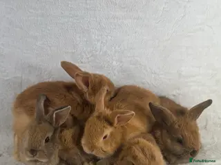Mini Lop rabbits 6 x ginger/brown mini lop rabbits - Advert 1