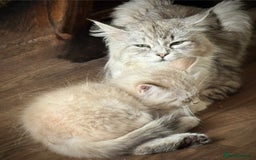 Siberian cats for sale: Four Siberian kittens - Image 12