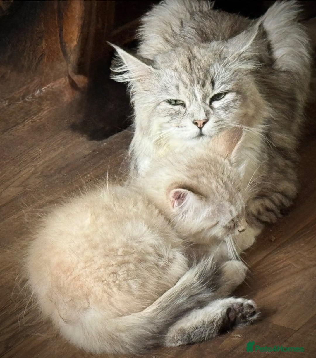 Siberian cats for sale: Four Siberian kittens - Image 12