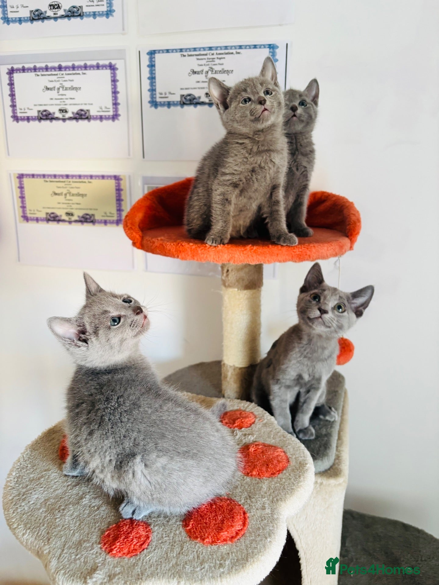 Russian Blue cats TOP PEDIGREE RUSSIAN BLUE KITTENS LAST GIRL  - Advert 1