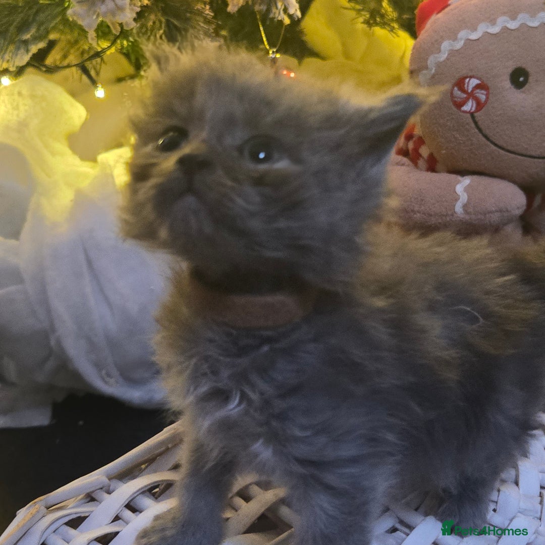 Maine Coon cats for sale: Champion russian Maine coon kittens - Advert 28