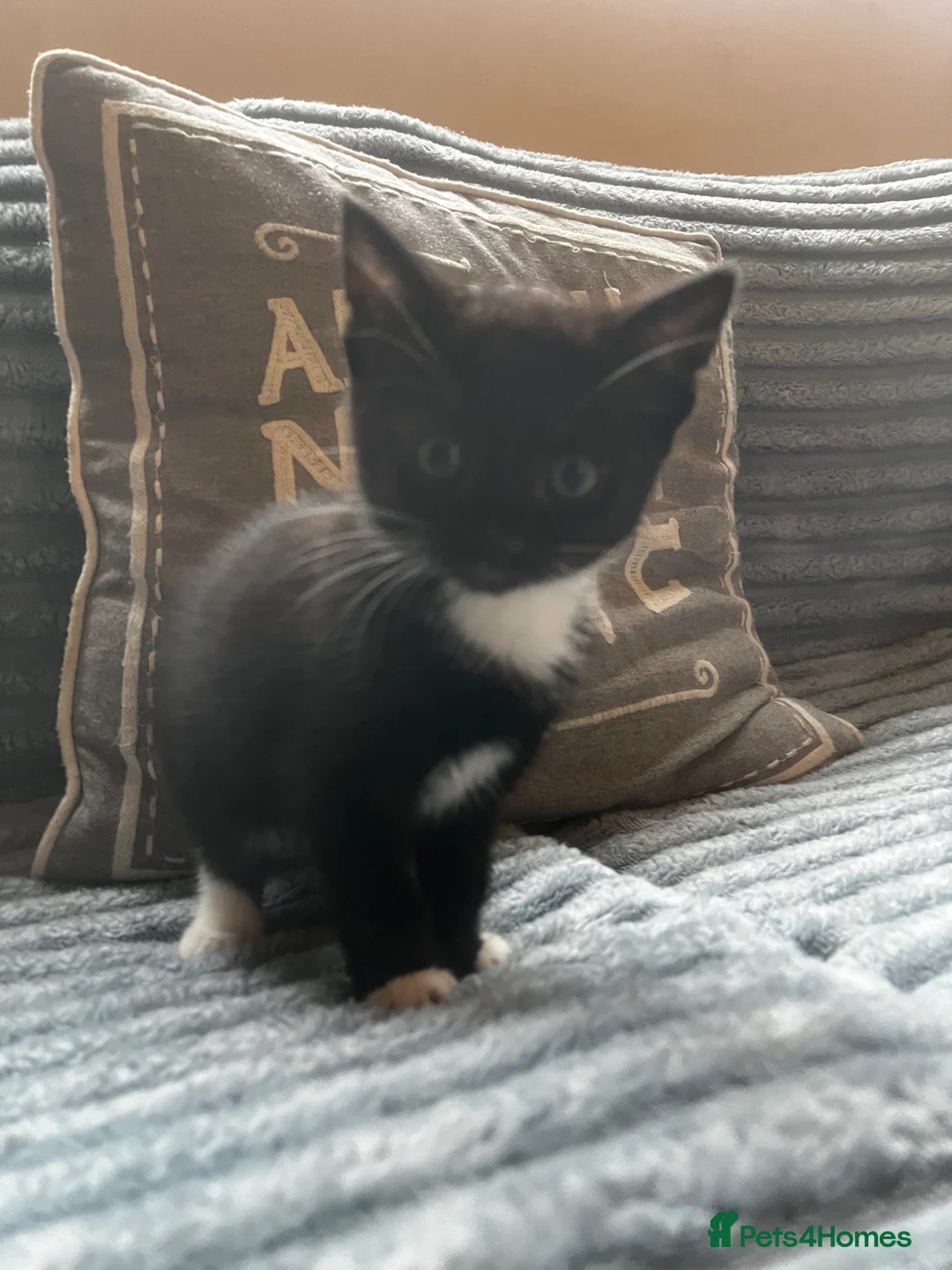 Ragdoll cats for sale: 5 gorgeous ragdoll mixed kittens - Advert 2