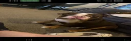 English Bulldog dogs for stud: Bulldog for stud in Manchester - Advert 5