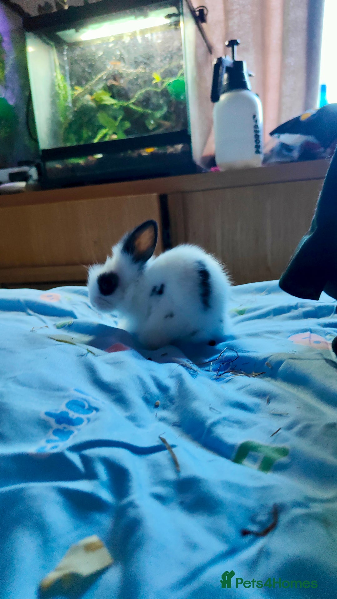 Lionhead rabbits for sale: Pedigree Lionhead Baby rabbits - Advert 3