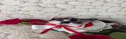 Mixed Breed cats for sale: 6 Adorable Kittens Ready for Their Forever Homes  - Advert 7