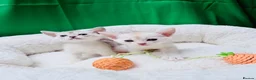 Abyssinian cats for sale: 🌟 CHAMPION LINES SILVER BLACK & SILVER CINNAMON  - Advert 14