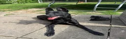 Belgian Shepherd Dog dogs for sale: Belgian Malinois  - Advert 4