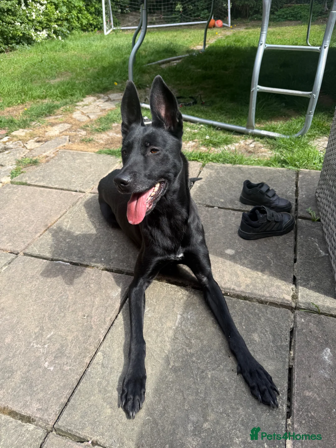 Belgian Shepherd Dog dogs for sale: Belgian Malinois  - Advert 4