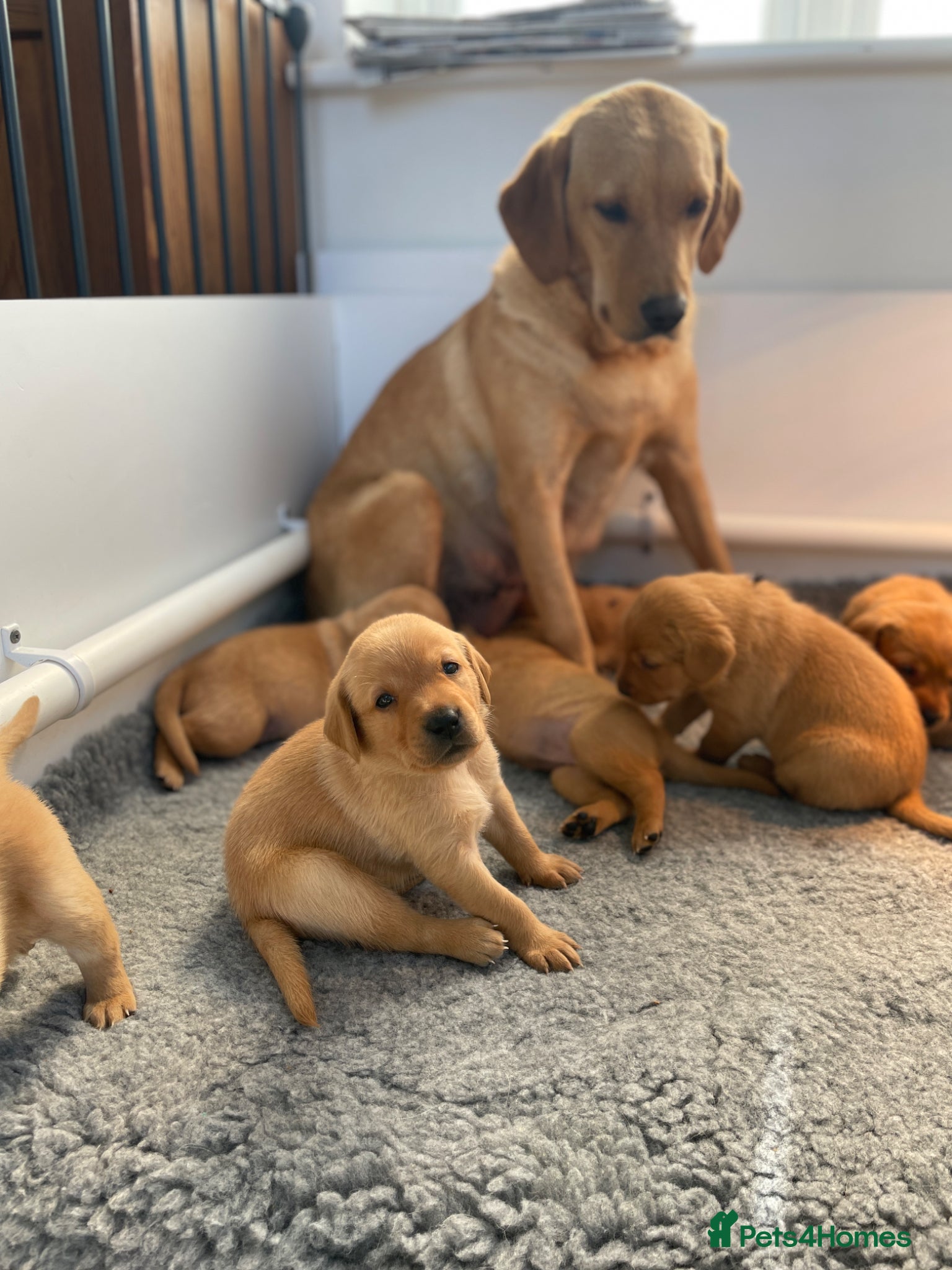 Labrador Retriever dogs Stunning yellow working Labrador boys - Advert 12