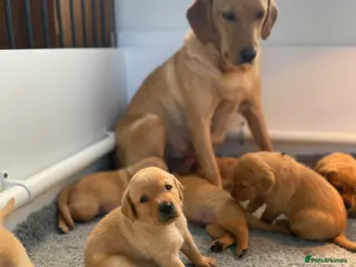 Labrador Retriever dogs Stunning yellow working Labrador boys - Advert 12
