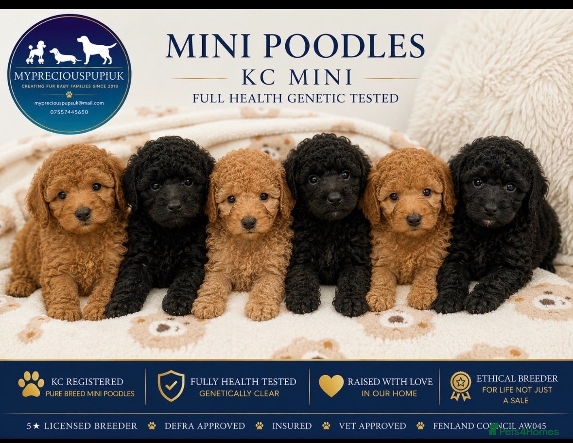 Miniature Poodle dogs ❤️‍🔥Stunning Kc miniature poodle❤️‍🔥 - Advert 1