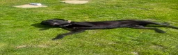 Cane Corso dogs for sale: Female cane corso  - Advert 5