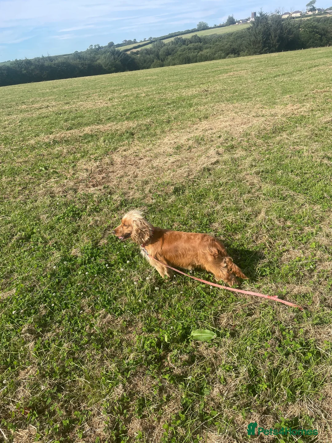 Cocker Spaniel dogs for sale: beautiful cockerspaniel puppies - Advert 1