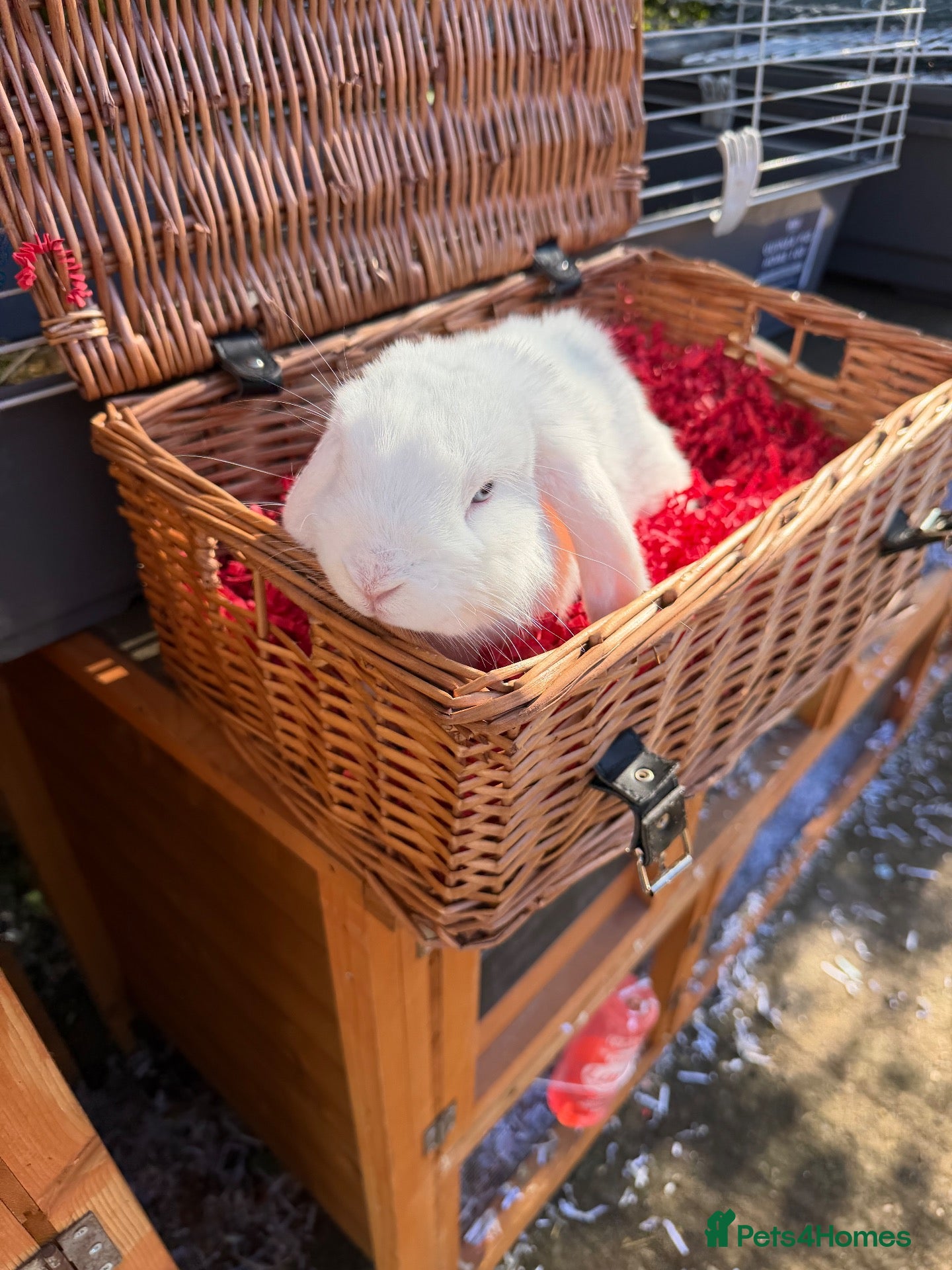 Mini Lop rabbits Male lop pure white with blue eyes 6 months  - Advert 1