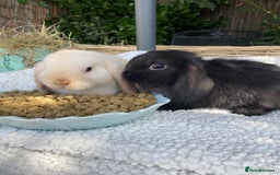 Mini Lop rabbits for sale: Pure bred mini lops - Image 7