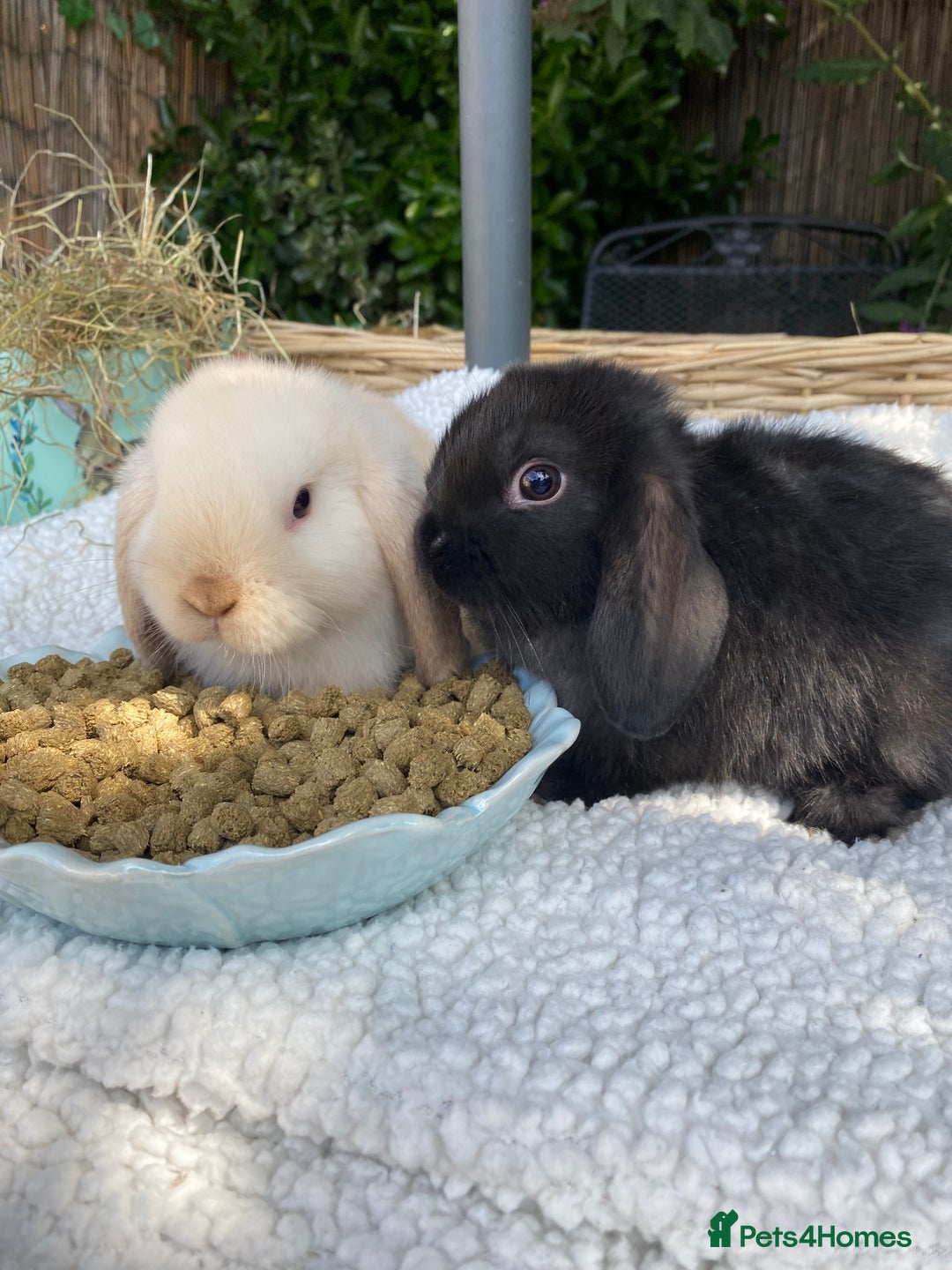 Mini Lop rabbits for sale: Pure bred mini lops - Image 7