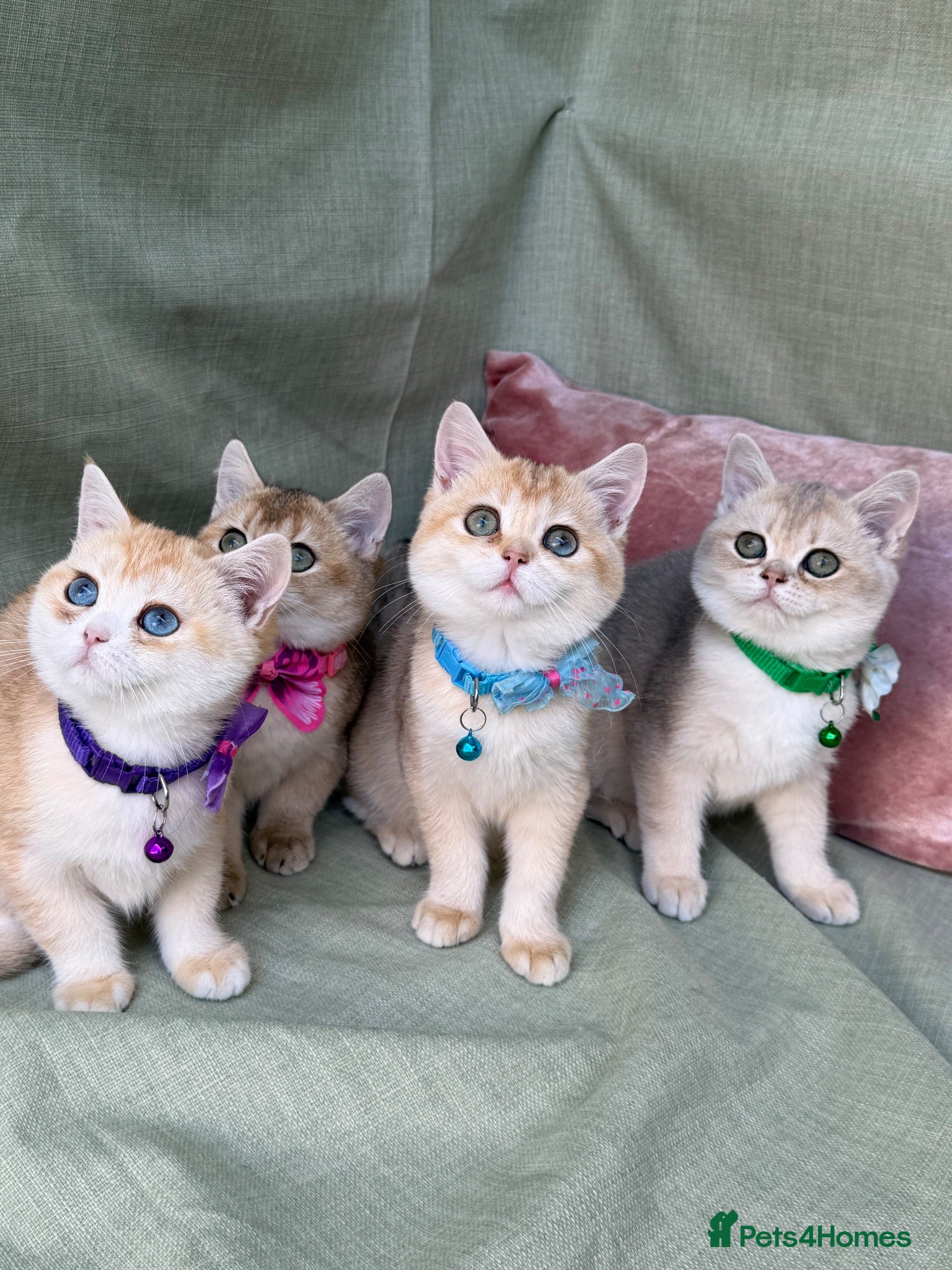 British Shorthair cats  British shorthai goldenkittens odd/blue eyed GCCF - Advert 18
