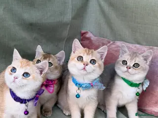 British Shorthair cats British shorthai goldenkittens odd/blue eyed GCCF - Advert 18