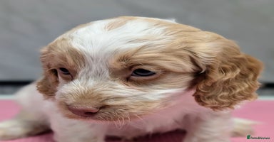 Cockapoo dogs Stunning health tested F1 cockapoo puppies - Advert 15