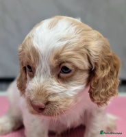 Cockapoo dogs Stunning health tested F1 cockapoo puppies - Advert 1