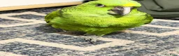 Parrots birds for sale: Baby Yellow nape amazon - Advert 5