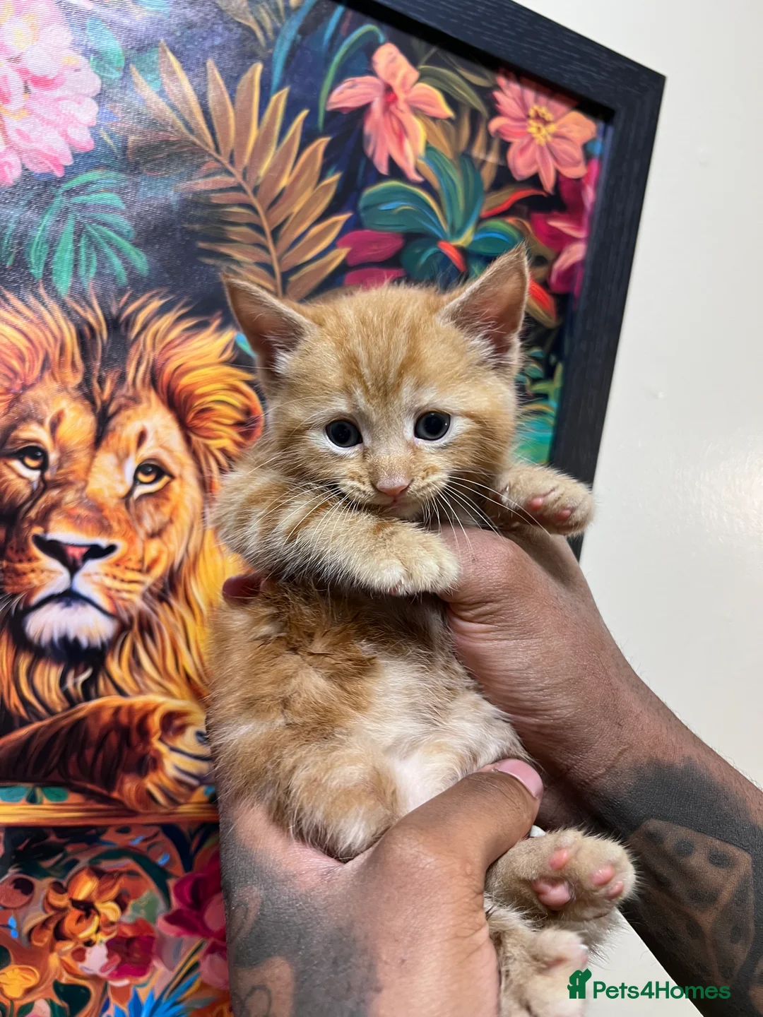 Mixed Breed cats for sale: Beautiful Male Pure Ginger Kitten  - Advert 1
