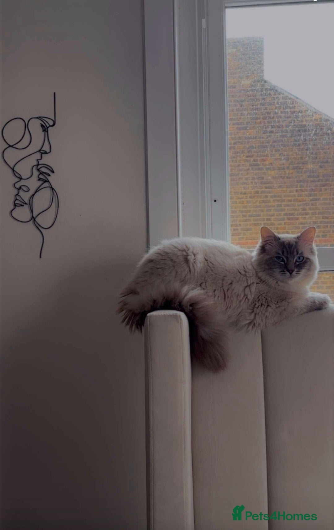 Ragdoll cats Blue Lynx Ragdoll STUD - Advert 18