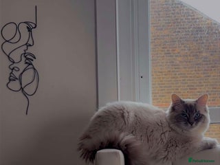 Ragdoll cats Blue Lynx Ragdoll STUD - Advert 18