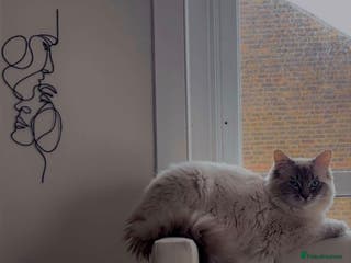 Ragdoll cats Blue Lynx Ragdoll STUD - Advert 15