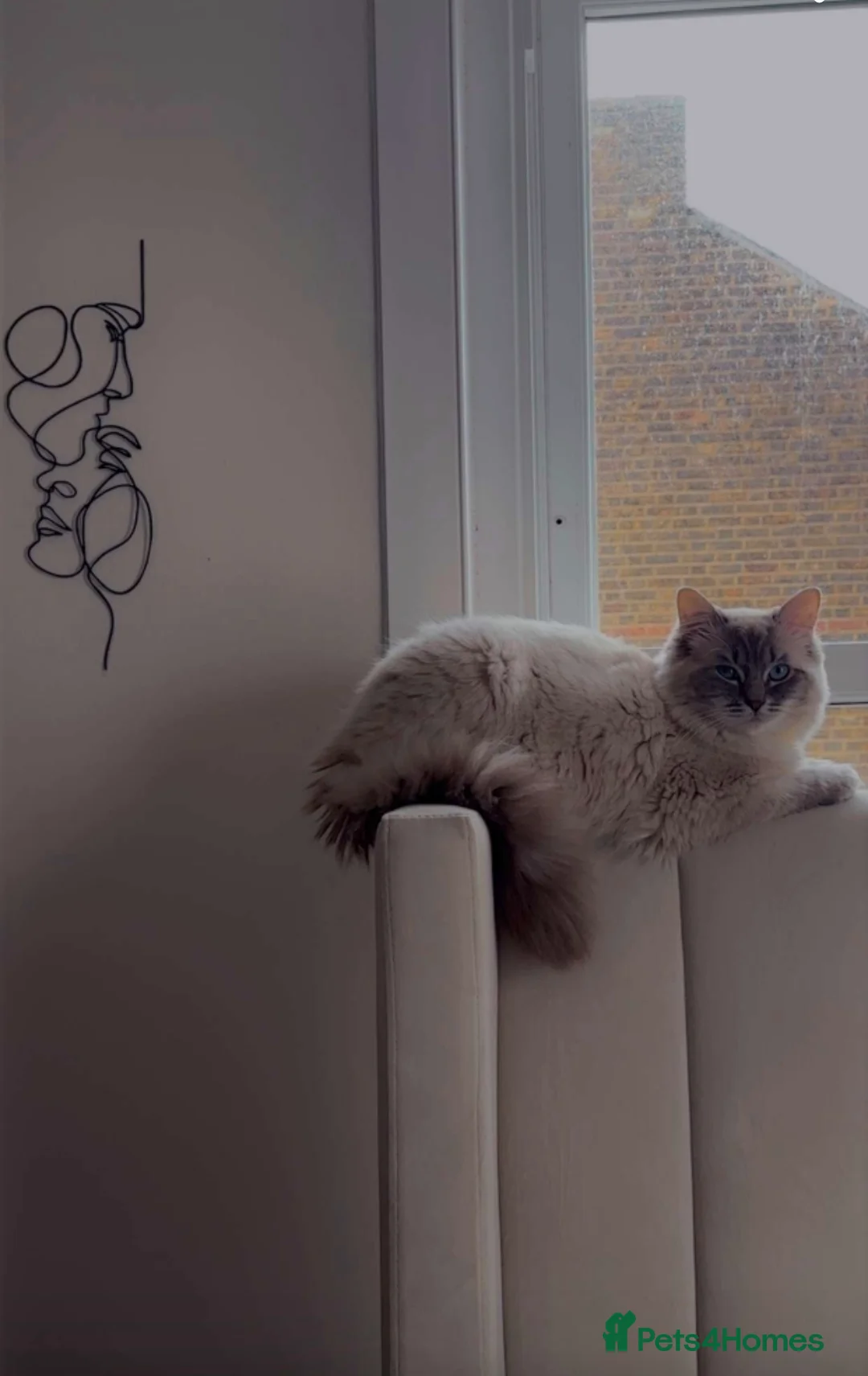 Ragdoll cats for stud: Blue Lynx Ragdoll STUD - Advert 1