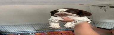 Sprocker 6