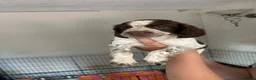 Sprocker dogs for sale: 8 Beautiful Sprocker Puppies  - Advert 8