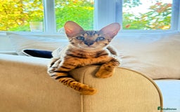 Savannah cats for sale: TICA Reg F3 Savannah Female Kitten ONE LEFT - Image 2