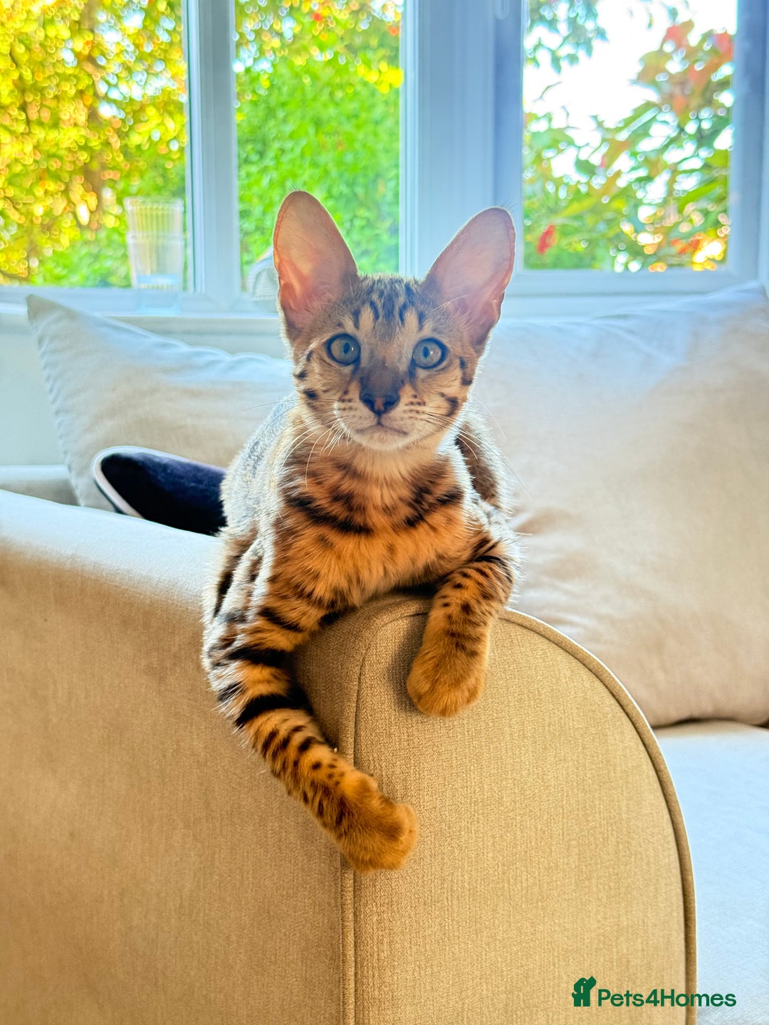 Savannah cats for sale: TICA Reg F3 Savannah Female Kitten ONE LEFT - Image 2
