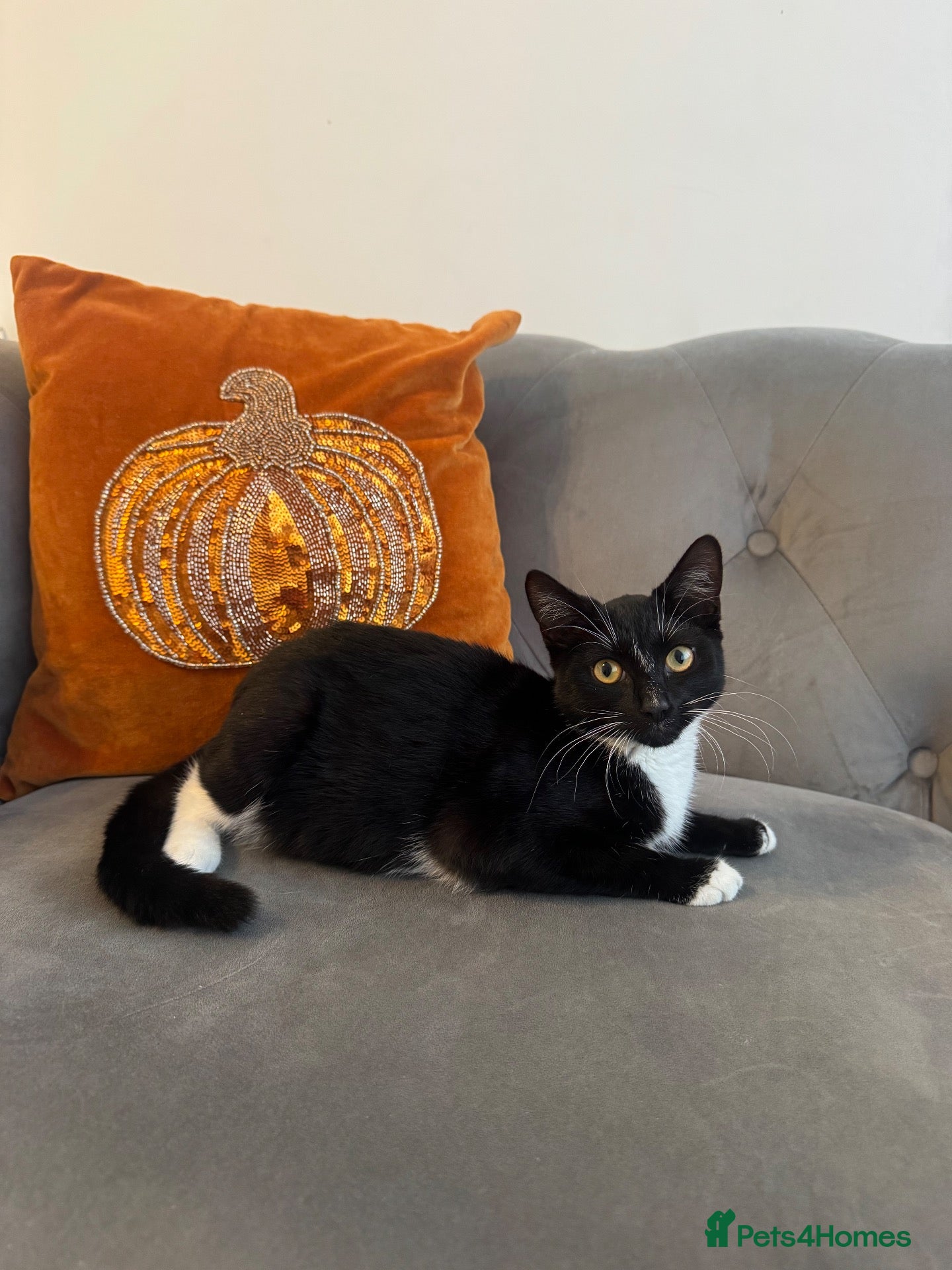 Mixed Breed cats Girl kitten needs new home being bullied by mom  - Advert 1