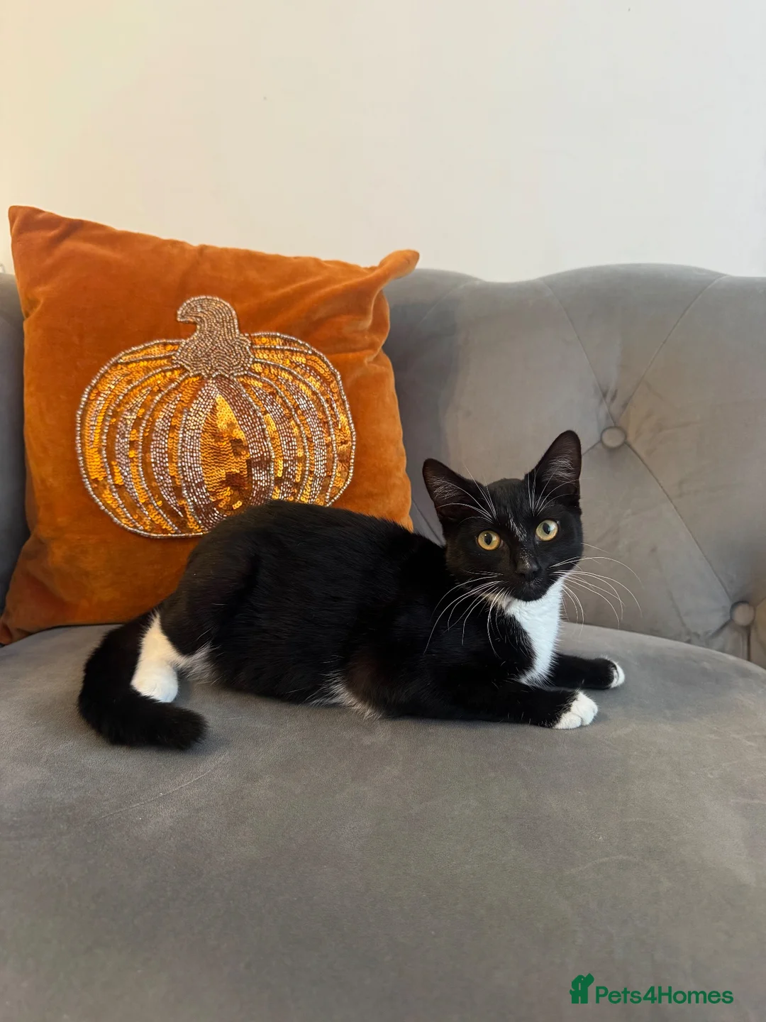 Mixed Breed cats for sale: Girl kitten needs new home being bullied by mom  - Advert 1