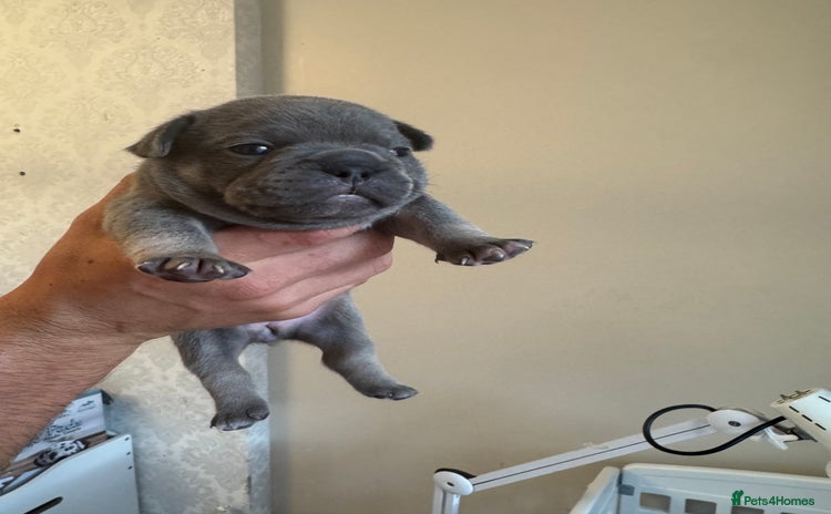 French Bulldog dogs - Advert 3
