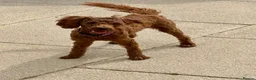 Toy Poodle dogs for sale: Male Toy Poodle  - Advert 4