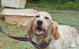 English Setter dogs for adoption: Figo  - Image 8