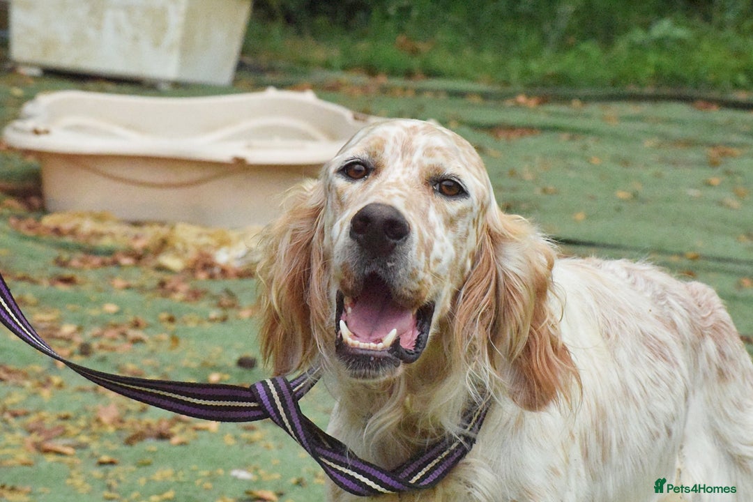 English Setter dogs for adoption: Figo  - Image 8