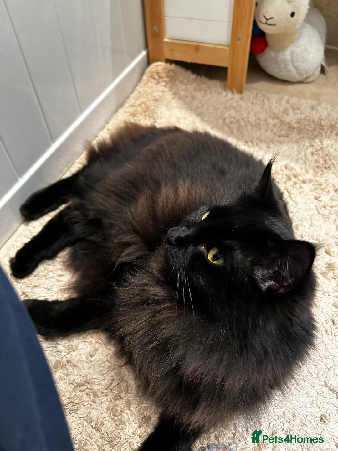 Ragdoll cats for sale: Rare black ragdoll and Maine coon cross age 5 in Southampton - Advert 6
