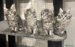 Maine Coon cats for sale:  TICA Maine Coon Kittens Ready for  **  🎁  - Advert 1
