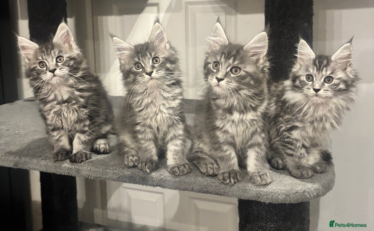 Maine Coon cats  TICA Registered Maine Coon Kittens-Proven lines - Advert 1