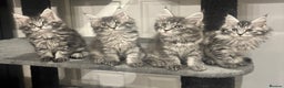 Maine Coon cats for sale:  TICA Maine Coon Kitten litter due soon!  - Advert 2