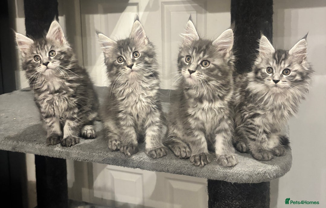 Maine Coon cats for sale:  TICA Maine Coon Kittens Ready for  **  🎁  - Advert 1