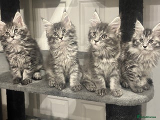 Maine Coon cats TICA Registered Maine Coon Kittens-Proven lines - Advert 9
