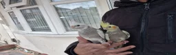 Cockatiels birds for sale: Super hand tamed baby cockatiels  - Advert 13