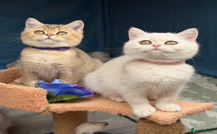British Shorthair cats - Advert 4