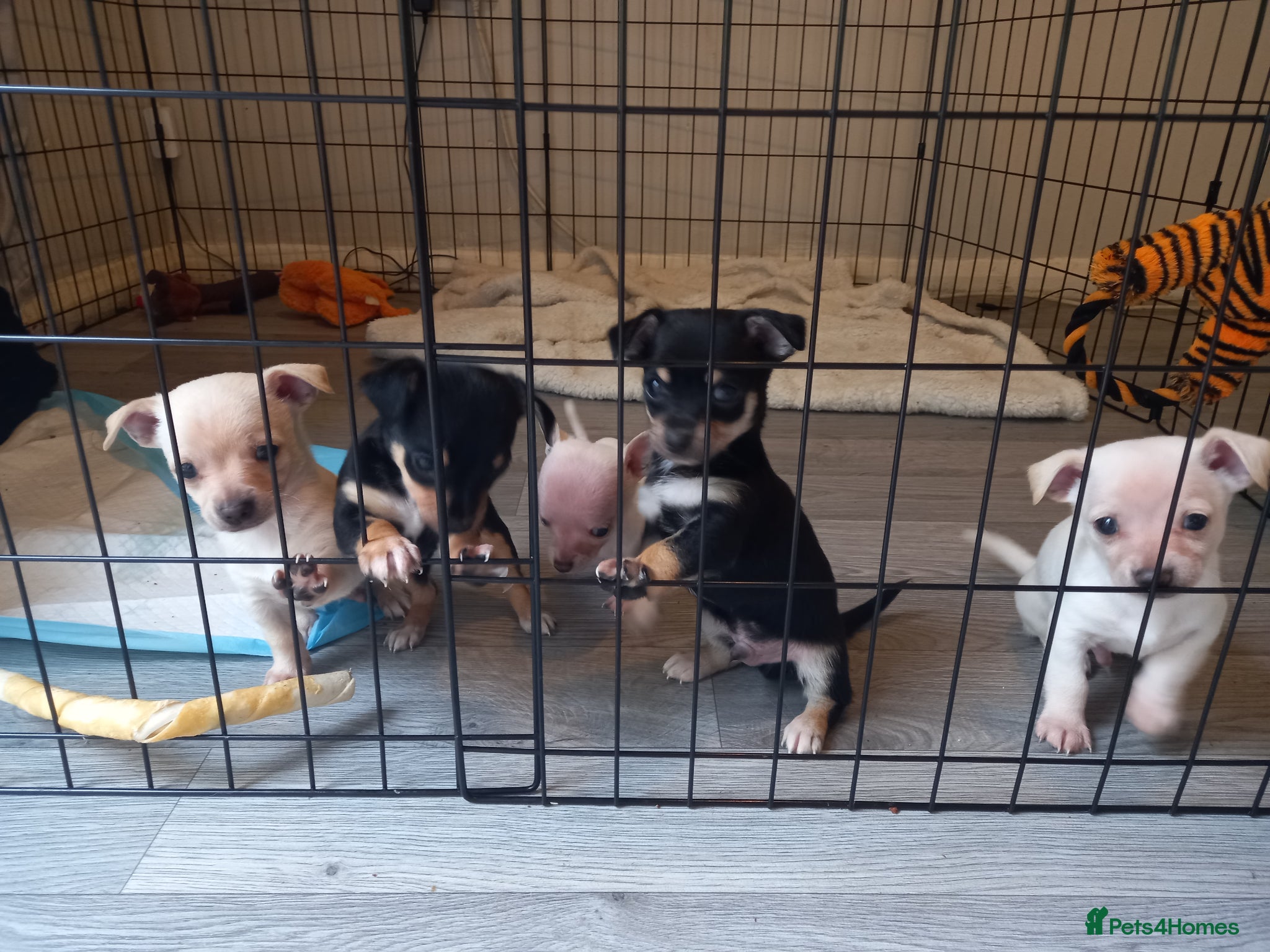 Jack Chi dogs 5 beautiful Jack chis - Advert 2